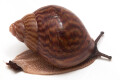 Achatina achatina achatina Ghana typ 1e juvenil